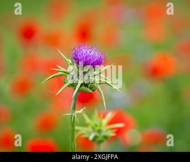 Mariendistelblume (Silybum marianum) blüht auf einem Feld von roten Mohnblumen. Nahaufnahme über die Mariendistelblume auf Mohnfeld. Stockfoto