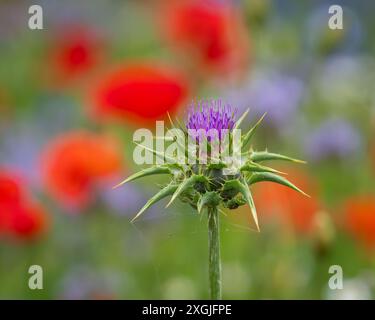 Mariendistelblume (Silybum marianum) blüht auf einem Feld von roten Mohnblumen. Nahaufnahme über die Mariendistelblume auf Mohnfeld. Stockfoto