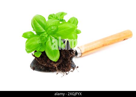 Junger Sämling mit Boden auf einer Gartenkelle, bereit zum Umpflanzen. Stockfoto