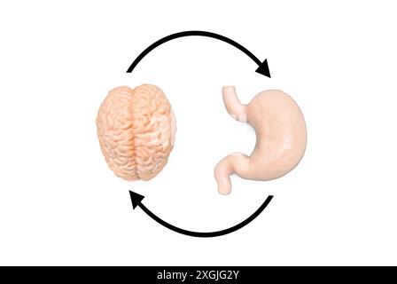 Realistische anatomische Modelle von Gehirn und Magen isoliert auf weißem Hintergrund, verbunden durch schwarze Pfeile, die die Rückkopplungsschleife zwischen ihnen symbolisieren Stockfoto