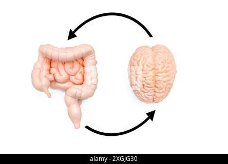 Gehirn- und Darmmodelle, verbunden durch Kreispfeile auf weißem Hintergrund. Pädagogische und wissenschaftliche Präsentationen zum neuralen Verdauungssystem in Stockfoto