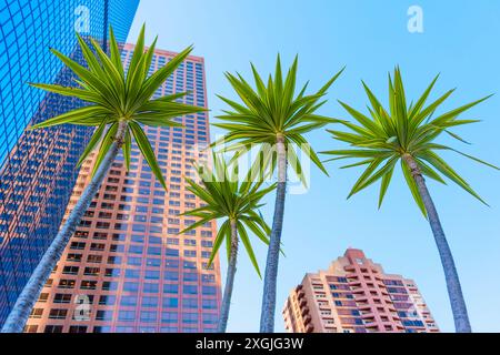 Blick auf die Innenstadt von Los Angeles mit grünen Palmen vor dem Hintergrund moderner Glashochhäuser, die den klaren blauen Himmel an sonnigen Tagen reflektieren. Stockfoto