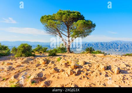 Weitwinkelaufnahme des Weisheitsbaums auf felsigem Gelände in den Hügeln von Los Angeles unter hellblauem Himmel, der die raue natürliche Schönheit unterstreicht. Stockfoto