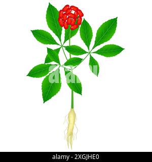 Eine Nahaufnahme der berühmtesten Heilpflanze Ginseng (Panax Ginseng) isoliert mit einer Wurzel. Stock Vektor