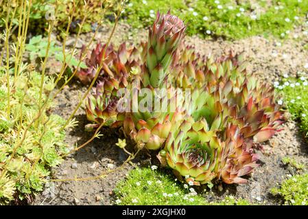 Dekorative saftige Verjüngung oder Steinrose unter hellem Sonnenlicht. Spazieren Sie im Park. Stockfoto