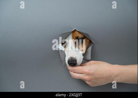 Ein lustiger Jack-Russell-Terrierhund lehnt sich von einem grauen Papphintergrund und frisst aus den Händen einer Frau. Stockfoto