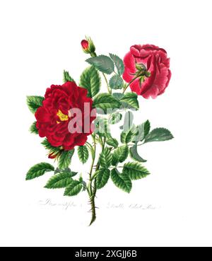 Rosa centifolia , Rose, historische Edelrose, Rosenzüchtung, Illustration aus 1799, historisch, digital restaurierte Reproduktion von einer Vorlage au Stockfoto