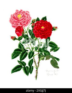 Rosa centifolia , Rose, historische Edelrose, Rosenzüchtung, Illustration aus 1799, historisch, digital restaurierte Reproduktion von einer Vorlage au Stockfoto