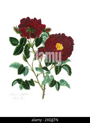 Rosa centifolia , Rose, historische Edelrose, Rosenzüchtung, Illustration aus 1799, historisch, digital restaurierte Reproduktion von einer Vorlage au Stockfoto