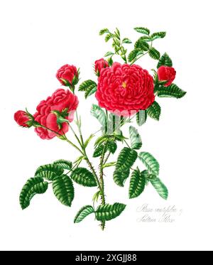 Rosa centifolia , Rose, historische Edelrose, Rosenzüchtung, Illustration aus 1799, historisch, digital restaurierte Reproduktion von einer Vorlage au Stockfoto