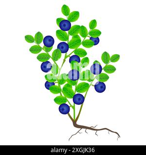 Heidelbeerpflanze mit Wurzeln auf weißem Hintergrund. Stock Vektor