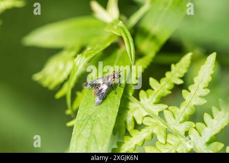 Rast Splayed Deerfly (Chrysops caecutiens) im Richmond Park, Surrey Stockfoto