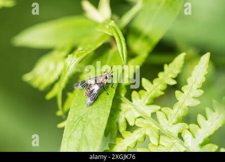 Rast Splayed Deerfly (Chrysops caecutiens) im Richmond Park, Surrey Stockfoto