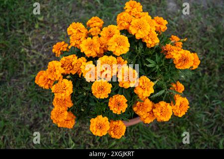 TopfRingelblume (agetes erecta) auf Rasse aus der Vogelperspektive Stockfoto