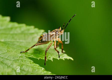 Rotbeinige Shieldbug (Pentatoma rufipes) Nymphe im Endstadium an einer Blattspitze Stockfoto