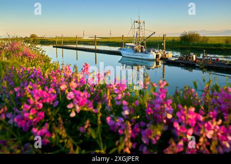 Garry Point Sweet Pea Wildflowers Steveston BC. Ausdauernde Süßerbsen-Wildblumen im Garry Point Park an einem Sommermorgen. Stockfoto