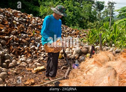 Ein einheimischer Mann, der Kokosnüsse mit einem metallischen Dorn entschlackt, Koh Samui, Thailand Stockfoto