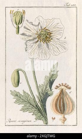 Papaver somniferum (Opiummohn) Illustration aus einem Buch über Heilpflanzen von Johann Christoph Krauss aus dem Jahr 1796. Stockfoto