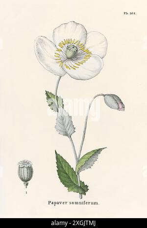 Papaver somniferum (Opiummohn) Illustration aus einem Buch über Heilpflanzen von Nicolaas Anslijn, das 1832 veröffentlicht wurde. Stockfoto