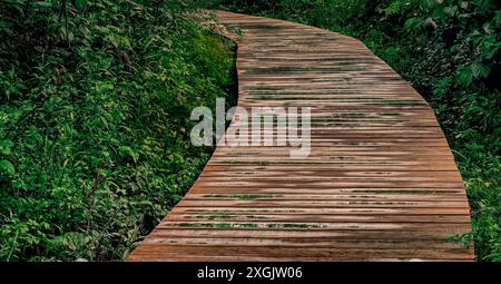 Ein neuer Abschnitt einer hölzernen Promenade schlängelt sich durch dichtes, sommergrünes Laub und schafft eine ruhige Szene. Das Sumpfgrün spiegelt sich in Pfützen wider. Stockfoto