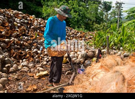 Einheimischer Mann schält Kokosnüsse mit einem Eisendorn, Koh Samui, Thailand *** einheimischer Mann, der Kokosnüsse mit einem metallischen Dorn dehuskiert, Koh Samui, Thail Stockfoto