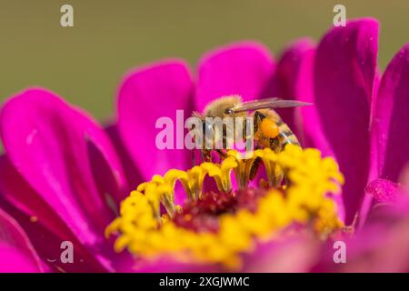 Nahaufnahme der Honigbiene (APIs), wie sie Pollen auf rosa Zinnia im Sommergarten sammelt Stockfoto