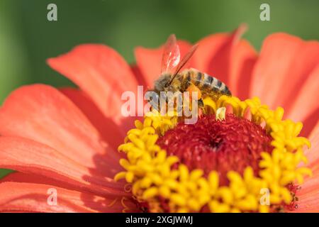 Honigbiene (APIs) sammelt Nektar und Pollen auf Orangenzinnia im Sommergarten Stockfoto