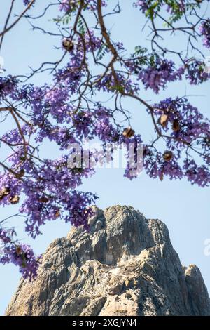 Ein Jacaranda-Baum mit violetten Blüten und der Bernal-Peak-Monolith von Queretaro im Hintergrund. Stockfoto