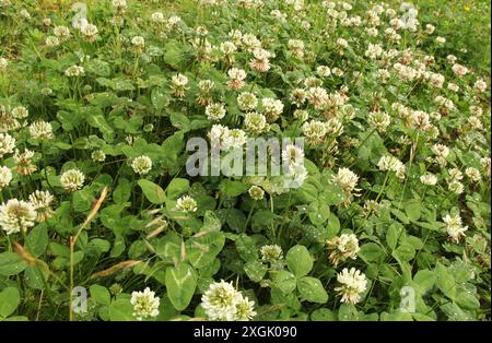 Eine große Gruppe Weißklee mit grünen Blättern auf dem Land in Sommernähe auf armem Boden ohne Stickstoff Stockfoto