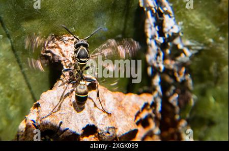 Detaillierte Makrofotografie mit einer Wespe, die über der Baumrinde vor einem üppigen grünen Hintergrund schwebt. Die komplizierten Details der Wespenflügel im Motio Stockfoto