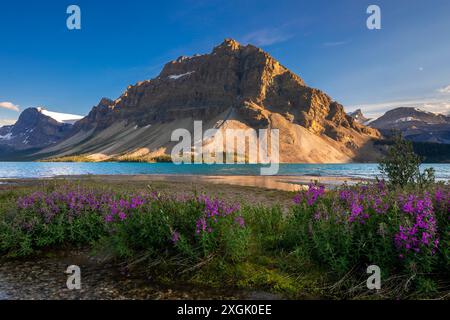 Im Vordergrund blühen violette Wildblumen mit einem Gletschersee und hohen Berggipfeln im Hintergrund Stockfoto