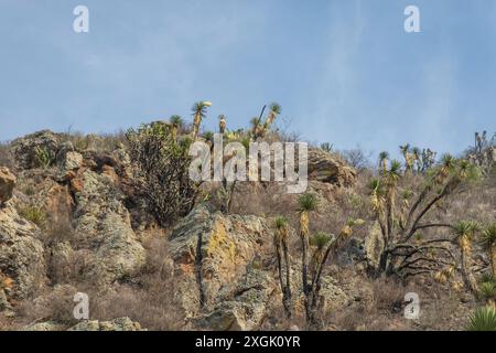 Malerische Aussicht auf zerklüftete Wüstenhügel mit karger, trockener Vegetation und klarem blauen Himmel. Ideal für Hintergründe, Reisebroschüren und Naturthemen Stockfoto