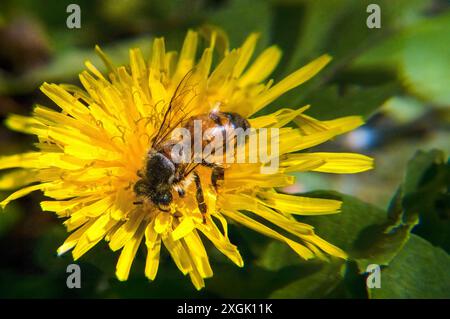 Detaillierte Makroaufnahme einer Honigbiene, die Nektar von einer hellgelben Löwenzahnblüte sammelt. Das Bild zeigt die Feinheiten der Bienenflügel Stockfoto