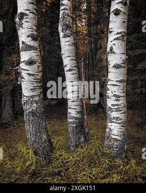 Drei weiße Stämme von Espen wachsen im Wald, umgeben von grünem Gras Stockfoto