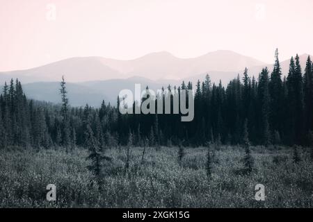 Nadelwald, der an einem nebeligen Morgen vor den Bergen wächst Stockfoto