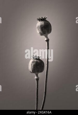 Minimalistisches Stillleben mit zwei trockenen Mohnköpfen, die ihre einzigartigen Texturen und zarten Details hervorheben Stockfoto