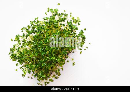 Brokkoli, Microgreens Samen und gesunde Ernährung Green Superfoods. Samenkeimung zu Hause. Kräuter- und Gemüsesämlinge Stockfoto