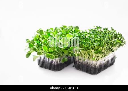 Milk Thistle und Brokkoli Microgreens Samen in Boxen Stockfoto