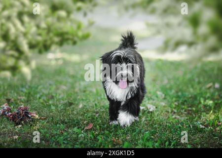 Wunderschöner tibetischer Terrier-Welpe, der mit der Zunge auf dem Feld läuft Stockfoto