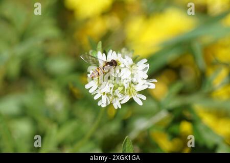 Marmelade-hoverfly (Episyrphus balteatus) an weissen Blüten von Hoary alyssum (Berteroa incana). Senffamilie, Brassicaceae. Sommer, Juli, Niederlande Stockfoto