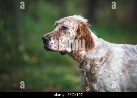 Profil des aufmerksamen Orange Belton English Setter Hundes in der Natur. Selektiver Fokus, Kopierraum Stockfoto