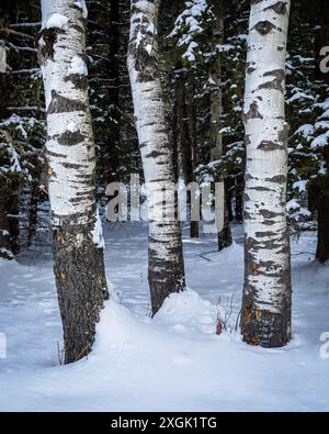 Drei weiße Birken stehen im tiefen Schnee in einem Wald, umgeben von immergrünen Bäumen Stockfoto