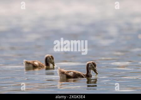 Ägyptische Gänsehaut schwimmen im Frühjahr im Wasser. Zwei alopochen aegyptiaca in der Schweiz. Stockfoto