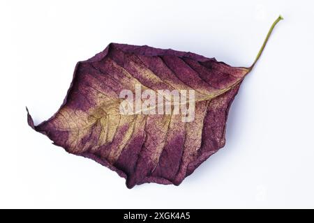 Unten ein trockenes Blatt von Flieder- oder kastanienbraun von einer Pflanze namens Euphorbia oder Poinsettia pulcherrima. Weißer Hintergrund. Stockfoto