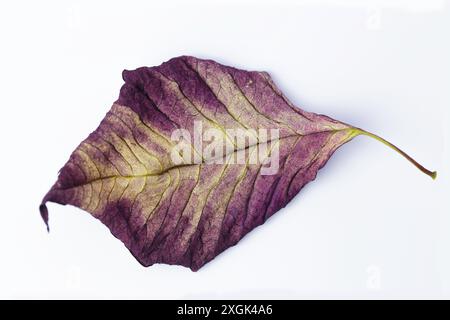 Ein trockenes Blatt von Flieder- oder kastanienbraun einer Pflanze namens Euphorbia oder Poinsettia pulcherrima auftragen. Weißer Hintergrund. Stockfoto