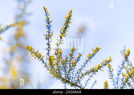 Gelbblühter Zweig des Gorsenstrauchs. Im Hintergrund gibt es mehr unscharfe Pflanzen. Mediterrane Pflanze. Winter. Stockfoto