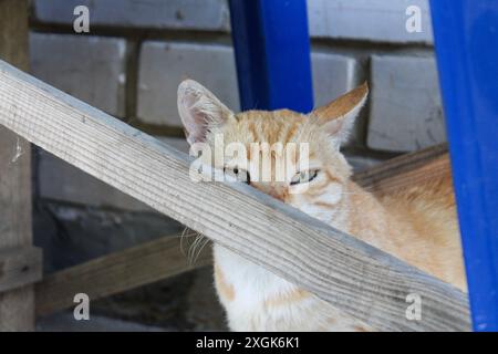 Eine Ingwer-Tabby-Katze, meist versteckt unter einem Holzbrett, blickt von hinten heraus, nur Kopf und Schultern sind zu sehen. Die Katze hat grüne Augen und Stockfoto