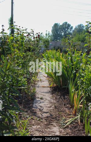 Ein Steinweg schlängelt sich durch einen grünen und üppigen Garten mit Reihen von hohen Pflanzen auf beiden Seiten. Der Weg ist von braunem Schmutz gesäumt und scheint überzogen zu sein Stockfoto