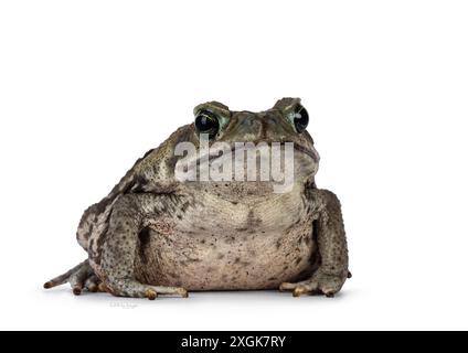 Große Rhinella Marina oder Cane Kröte, diagonal sitzend. Blick auf die Kamera. Isoliert auf weißem Hintergrund. Stockfoto