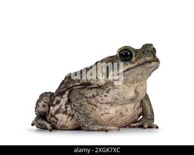 Große Rhinella Marina oder Cane Kröte, diagonal sitzend. Von der Kamera wegschauen. Isoliert auf weißem Hintergrund. Stockfoto